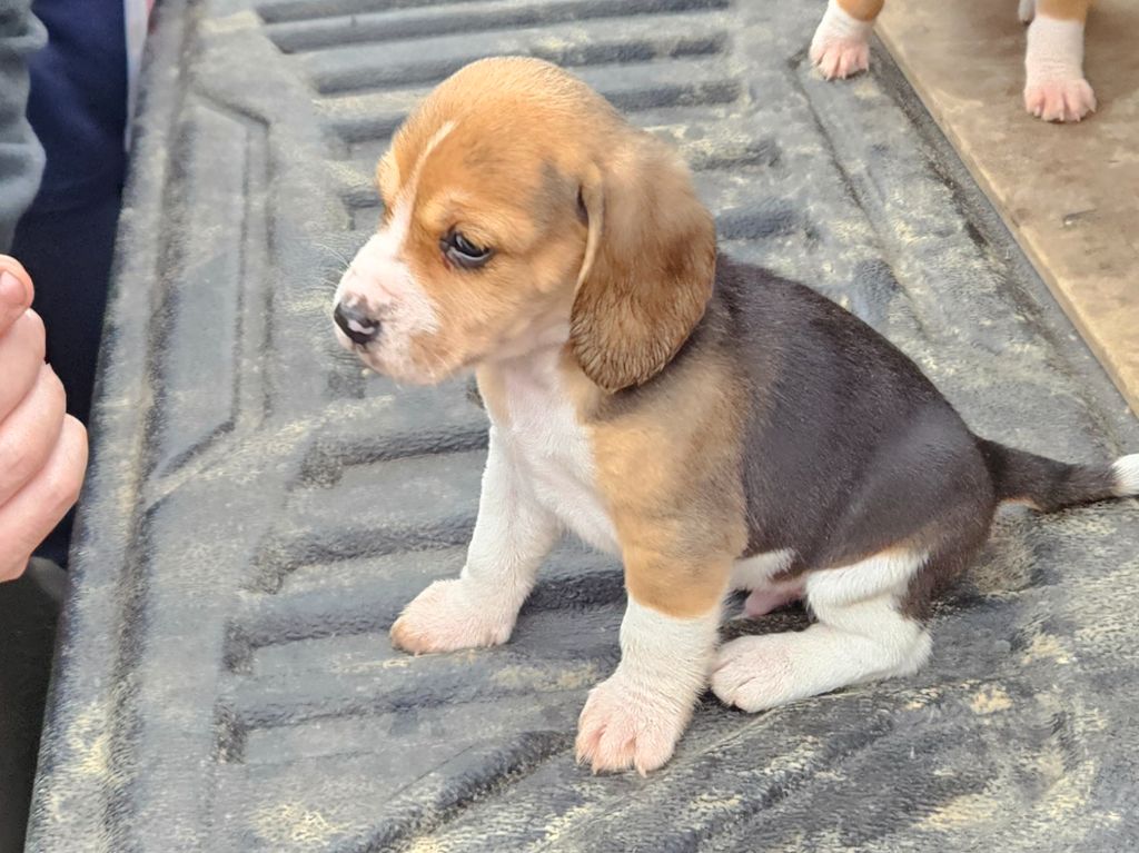 Des Sources Du Languidouë - Chiot disponible  - Beagle