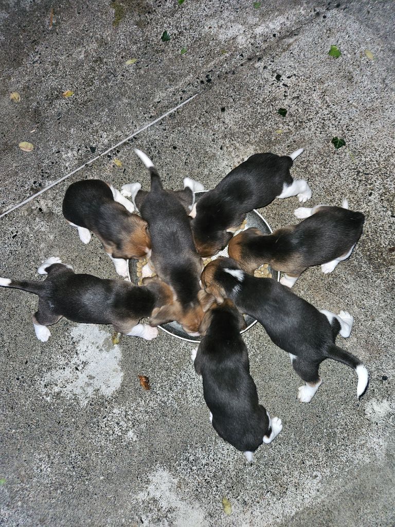 chiot Beagle Des Sources Du Languidouë